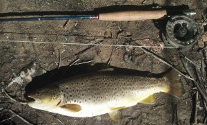 brown trout, Farmington River, fly fishing, Hendrickson