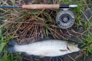 Farmington River, brown trout, hendrickson, flyfishing