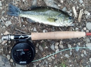 bass, fiberglass fly rod, pond fishing, poppers
