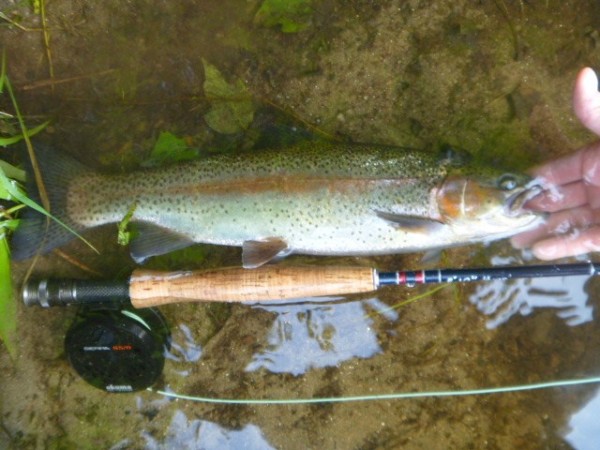 Rainbow trout caught on the Farmington River, July 2013