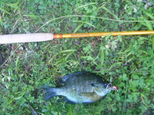 Butter Stick fiberglass fly rod caught bluegill in local pond