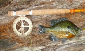 Butter Stick fiberglass fly rod with sage Click III reel caught pumpkinseed in local pond