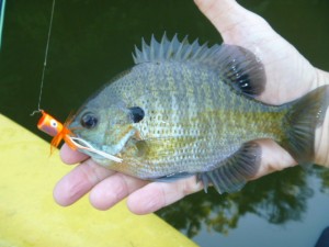 bream, popper, fly fishing, Pond Brook, Housatonic River