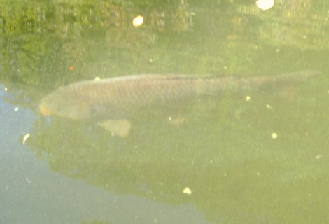 Big carp, Pond Brook, Housatonic River