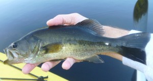 bass caught on a popper with a fiberglass fly rod, Mill Pond 2013