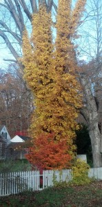creeping vine, autumn, fall colors, november
