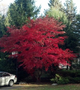 red tree, autumn, fall color, november