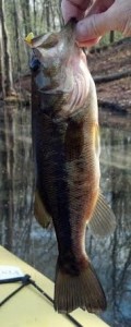 Bass caught on popper at local lake, Newtown CT