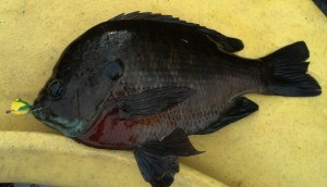 Bream caught on popper at local lake, Newtown CT