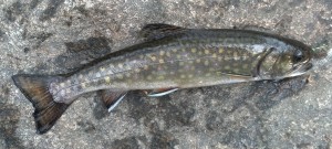 Still River Brook Trout caught on an olive woolly bugger, May 2014