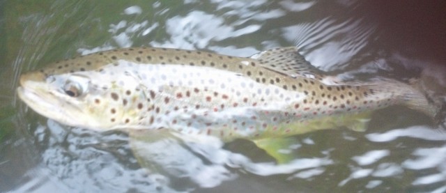 Neversink River, flyfishing, catskills fishing, dry fly fishing, #finfollower