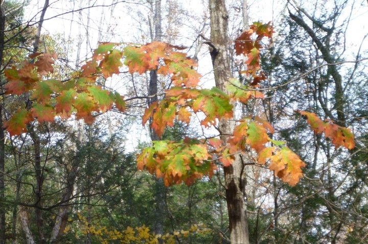 Fall leaves, October 2014, finfollower