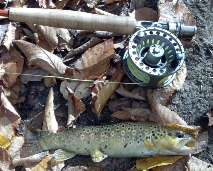small wild brown trout caught on a dry fly, southern Connecticut October 2014, finfollower.com