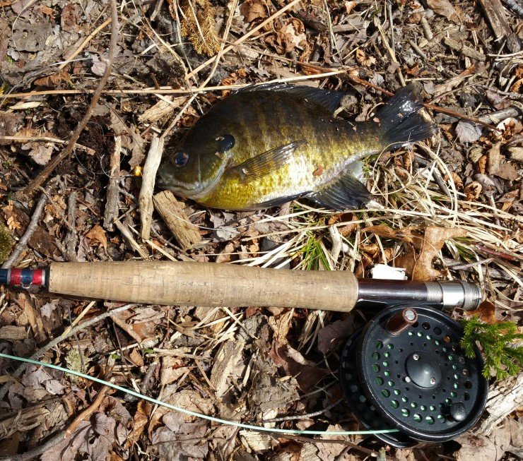 Bream caught on a popper in a CT pond, April 2015, Finfollower.com