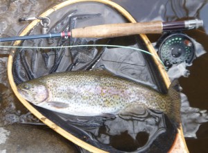 Rainbow trout caught on a nymph on Farmington River May 2015 #finfollower