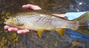 Brown trout caught on a dry fly on Farmington River May 2015 #finfollower