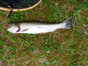Tiger trout caught at Limestone Trout Club #finfollower