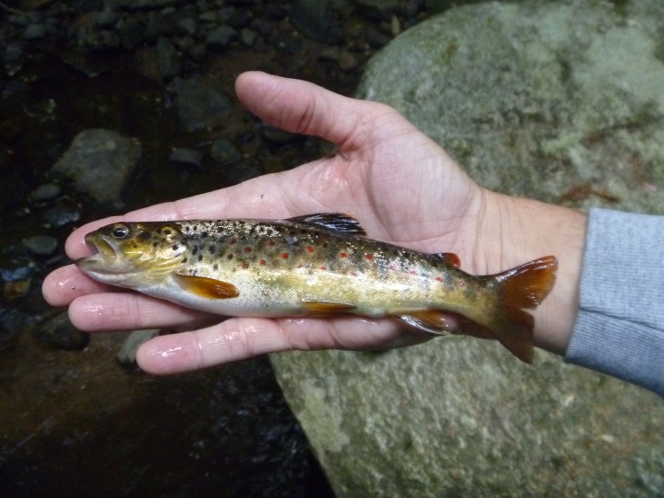 Wild brown trout caught on a dry in a small stream in southern CT, May 2015 #finfollower