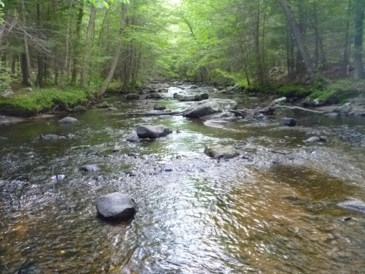 WIld trout stream, small stream fishing, wild brown trout, dry flies, #finfollower