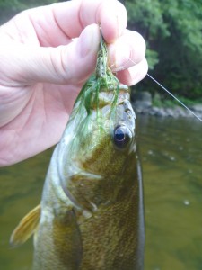 Smallmouth bass, streamers, wooly bugger, finfollower, river fishing,summer fishing, fishing with flies,Connecticut fly fishing, fly tying, fly fishing sites, fly fishing stuff, fly fishing product, fly fishing kayak, river fly fishing, fly fishing tools, fly fishing gear,