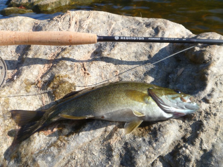 Housatonic River, Smallmouth bass,streamers, finfollower, river fishing, summer fishing, fishing with flies,Connecticut fly fishing, fly fishing stuff, fly fishing product, river fly fishing, fly fishing tools, fly fishing gear, Redington, Redington Hydrogen