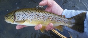 Housatonic River, Wild brown trout, dry fly, finfollower, river fishing, brown trout, wild trout, fall fishing, fishing with flies,Connecticut fly fishing, dry flies, small flies, fly tying, fly fishing sites, fly fishing stuff, fly fishing product, river fly fishing, fly fishing tools, fly fishing gear,