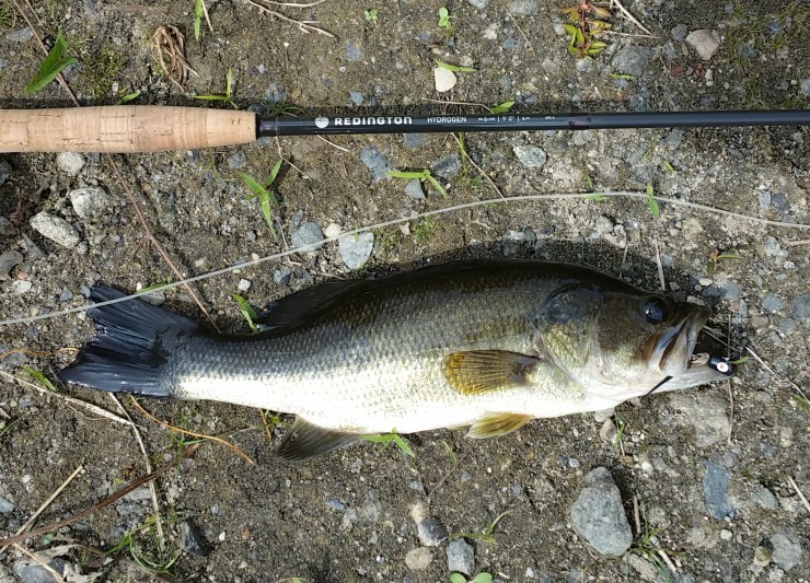 Largemouth bass caught on a Redington Hydrogen 6 wt, September 2015