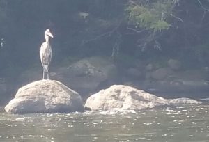 heron, Housatonic River, Fall 2017, Finfollower