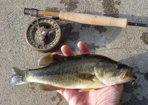 bass, Sage Dart, Click Reel, RIO Creek Line, 3wt, freshwater fly fishing, lake fishing, pond fishing, finfollower, streamer fishing, largemouth bass, fall fly fishing