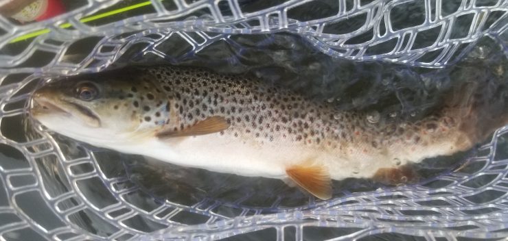Brown trout, Housatonic River, Fly Fishing, fly tying, dry flies, sulphur, rusty spinner, comaparadun. caddis