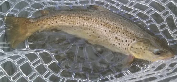 Brown trout, Housatonic River, Fly Fishing