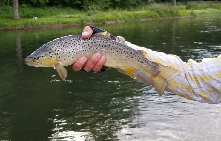 Delaware River, drift boat, dry fly, fly fishing, finfollower, brown trout, Cross Current Guides