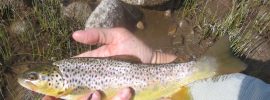 Clarks Fork, Brown Trout, Hopper Dropper, FinFollower, Yellowstone, Wyoming