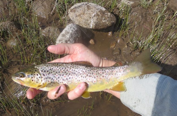 Clarks Fork, Brown Trout, Hopper Dropper, FinFollower, Yellowstone, Wyoming