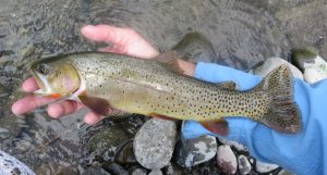 Greybull River, Shoshone Forest, Yellowstone, Yellowstone cutthroat trout. Hopper Dropper, FinFollower, whitefish, wild trout, native trout