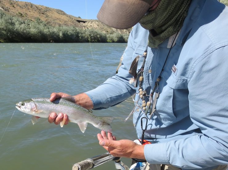 Lower Shoshone River, float trip, north fork anglers, FinFollower, rainbow trout, hopper dropper