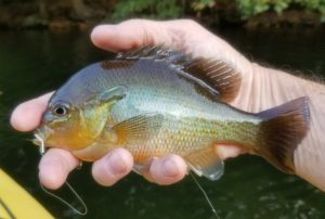Housatonic River, fly fishing, poppers, bream, kayak fishing, fall fishing, warmwater fly fishing