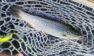 Brown trout, Housatonic River, Fly Fishing, nymphing, fall fishing