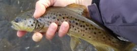Brown trout, Farmington River, streamers, winter fly fishing, Christmas Day Fishing 2019, Thankful