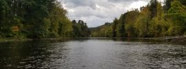 Housatonic River, Fly Fishing, streamer fishing, fall fishing, FinFollower, brown trout, rainbow trout