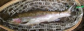 rainbow trout, Pomeraug River, Fly Fishing, streamer fishing, summer fishing, FinFollower