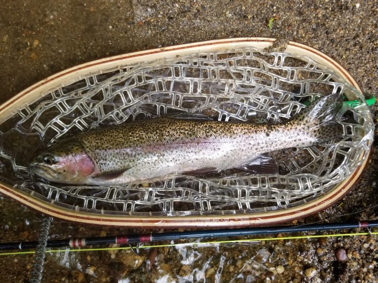 rainbow trout, Pomeraug River, Fly Fishing, streamer fishing, summer fishing, FinFollower