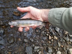 Pootatuck River, Sandy Hook, CT History, Fly Fishing, Brook Trout, Brown Trout, Rainbow Trout, Waters with History