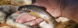 Wild Brook Trout, brookie, small stream, New Hampshire, Finfollower