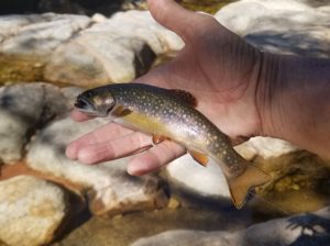 Wild Brook Trout, brookie, small stream, New Hampshire, Finfollower