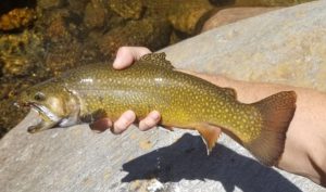 Ellis River, tiger trout, streamer fishing, New Hampshire, FinFollower