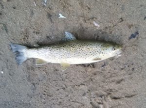 Saco River, First Bridge, Brown Trout, New Hampshire, Dry Fly fishing, FinFollower