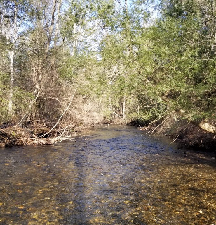 Fly Fishing, Brown Trout, Wild Trout, Finfollower, Streamer fishing, Connecticut Fishing